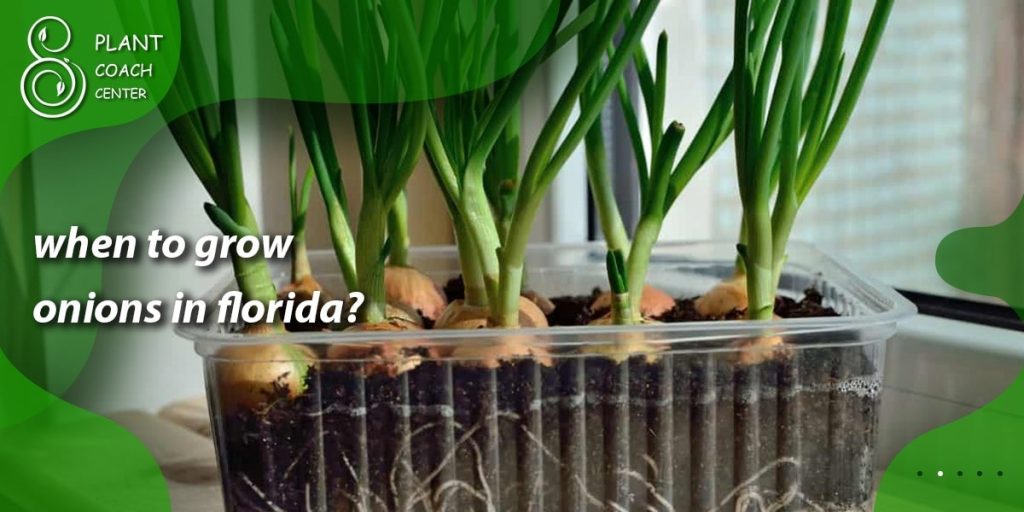 when to grow onions in florida