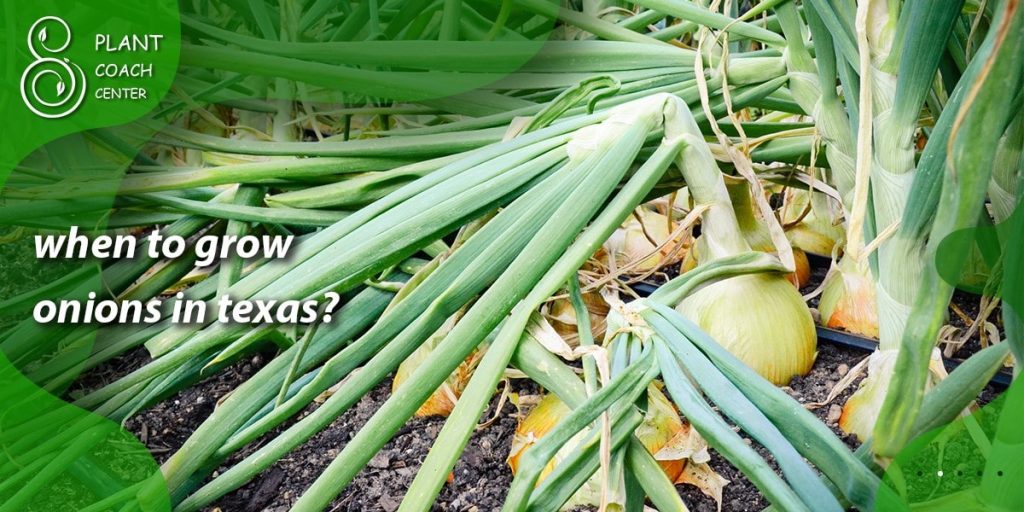 when to grow onions in texas
