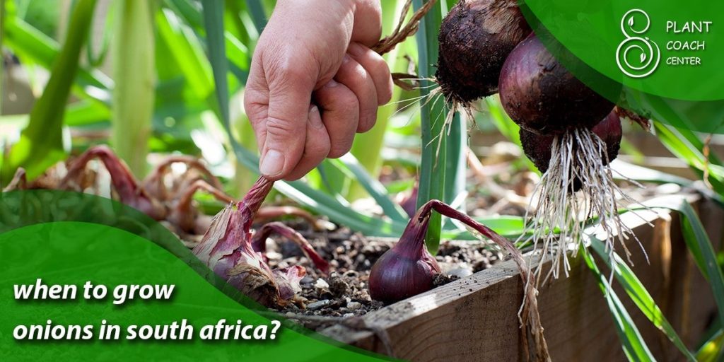 when to grow onions in south africa