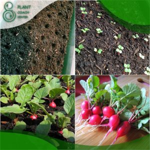 When to Grow Radishes?