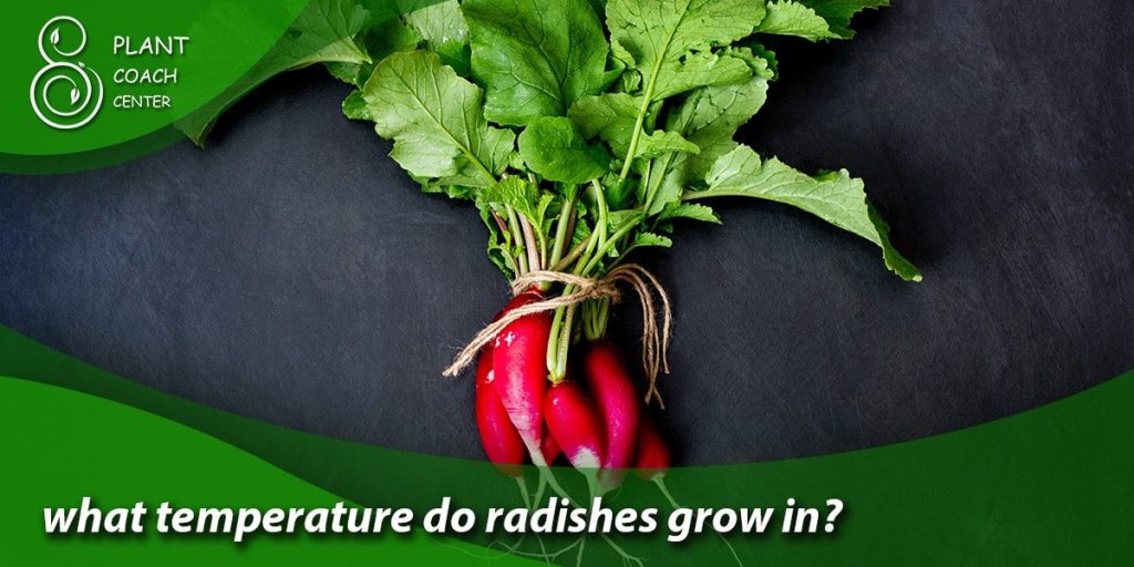 what temperature do radishes grow in