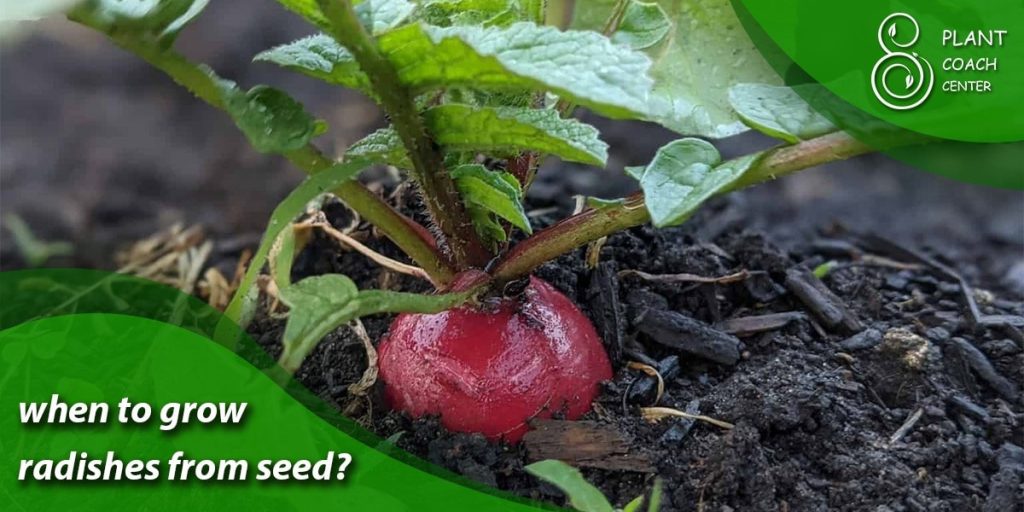 when to grow radishes from seed