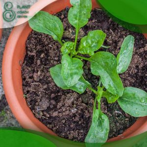 When to Grow Spinach?