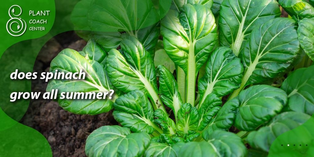 does spinach grow all summer