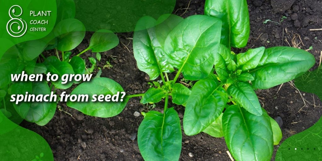 when to grow spinach from seed