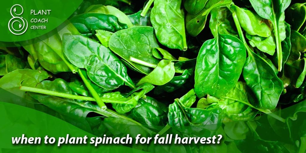 when to plant spinach for fall harvest