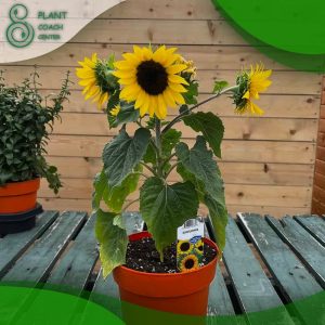 When to Grow Sunflower Seeds?
