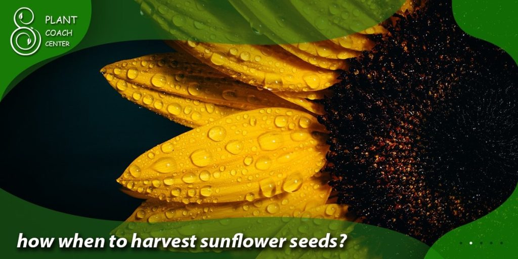 When to Grow Sunflower Seeds? Proven Techniques for 2023