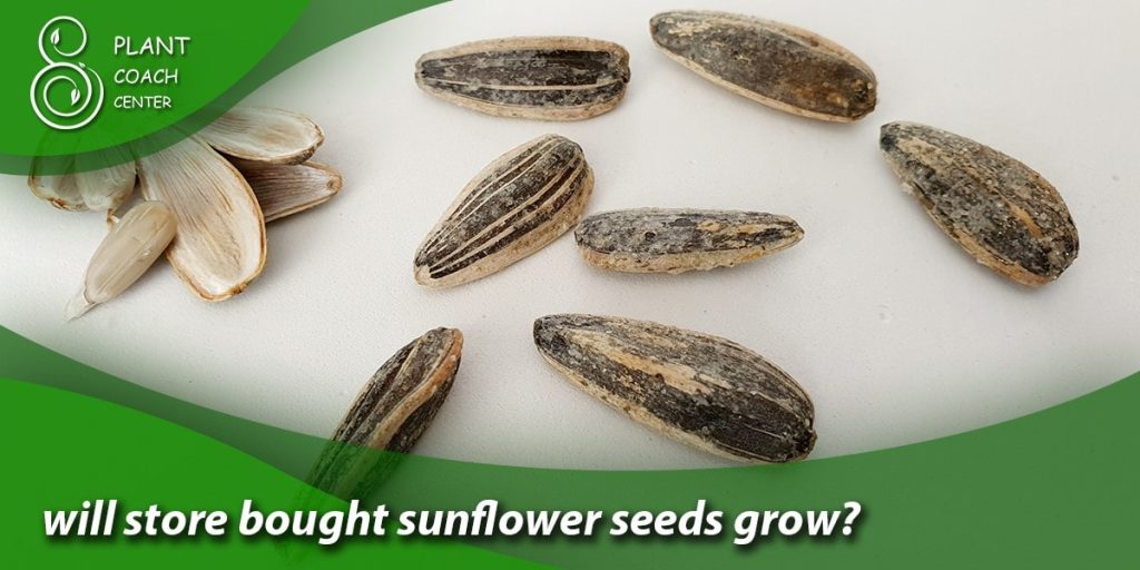 will store bought sunflower seeds grow