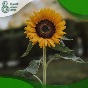 When to Grow Sunflowers?