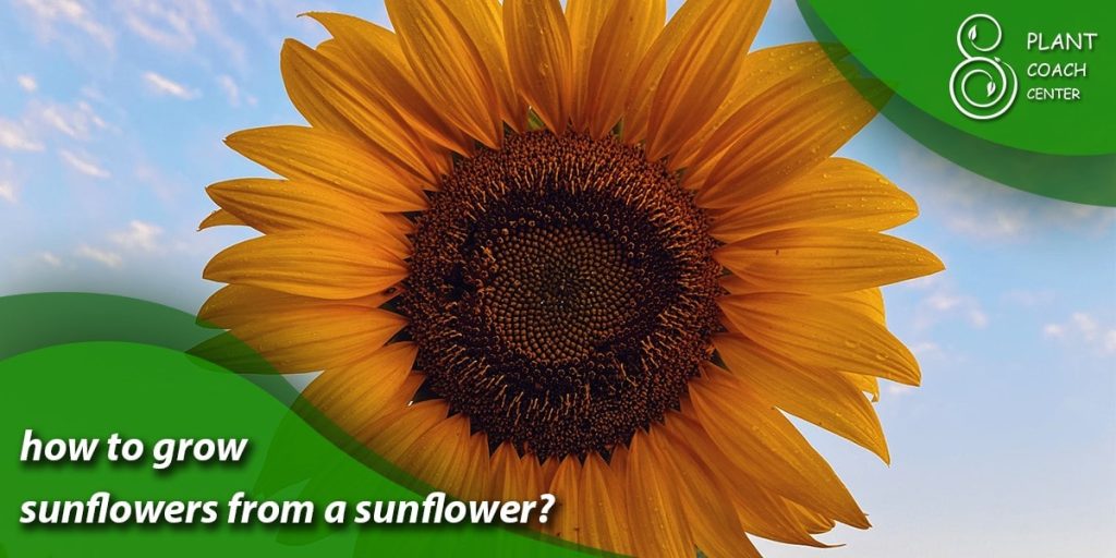 how to grow sunflowers from a sunflower