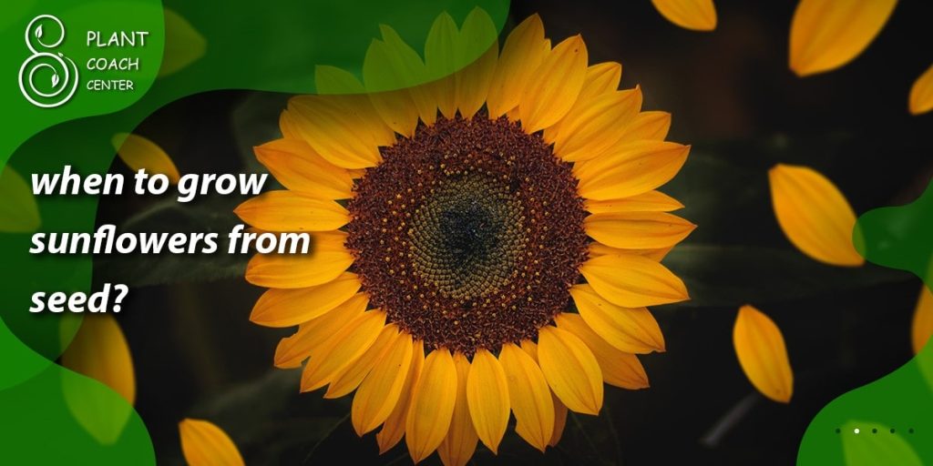 when to grow sunflowers from seed