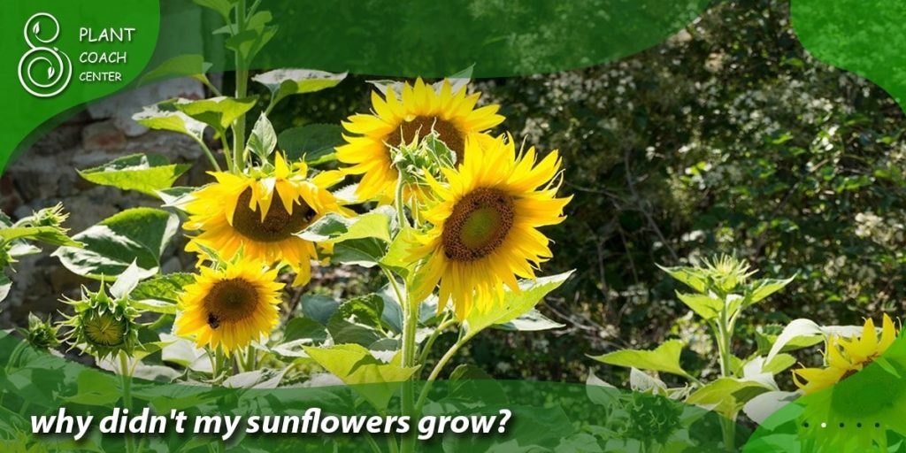 why didn't my sunflowers grow
