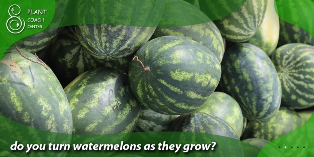 do you turn watermelons as they grow