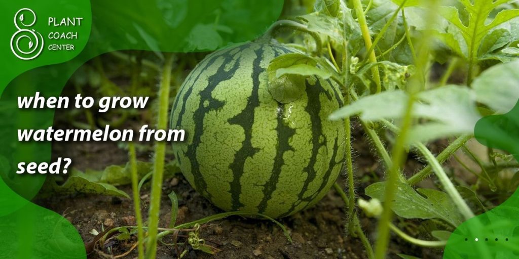 when to grow watermelon from seed