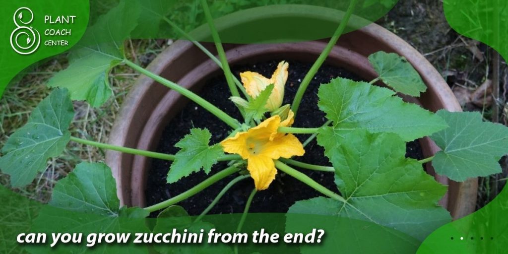 can you grow zucchini from the end