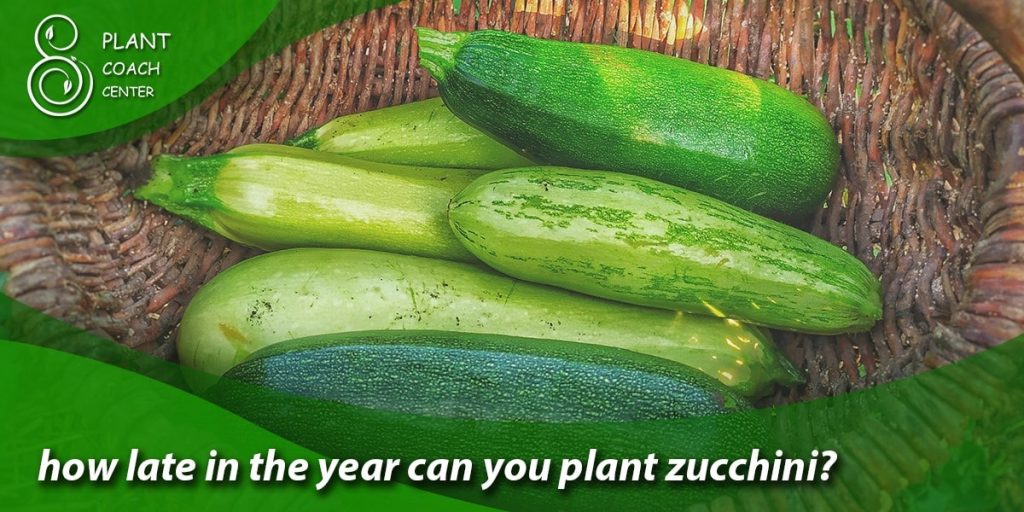 how late in the year can you plant zucchini