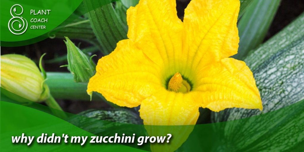 why didn't my zucchini grow