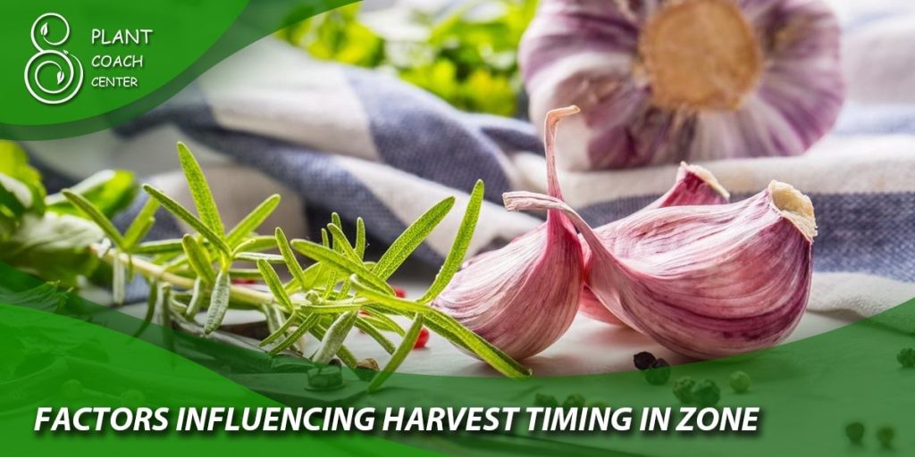 Factors Influencing Harvest Timing in Zone 7