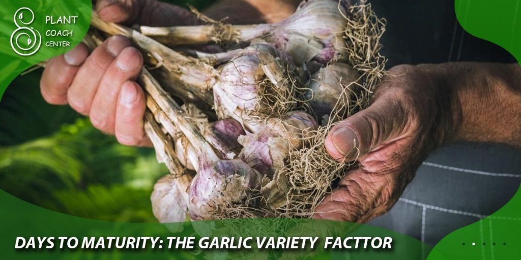 Days to Maturity: The Garlic Variety Factor