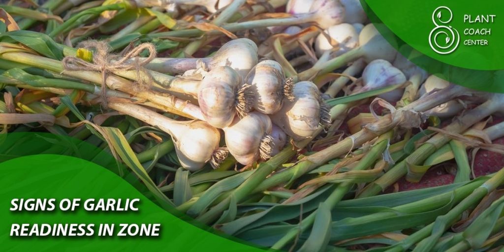 Signs of Garlic Readiness in Zone 7