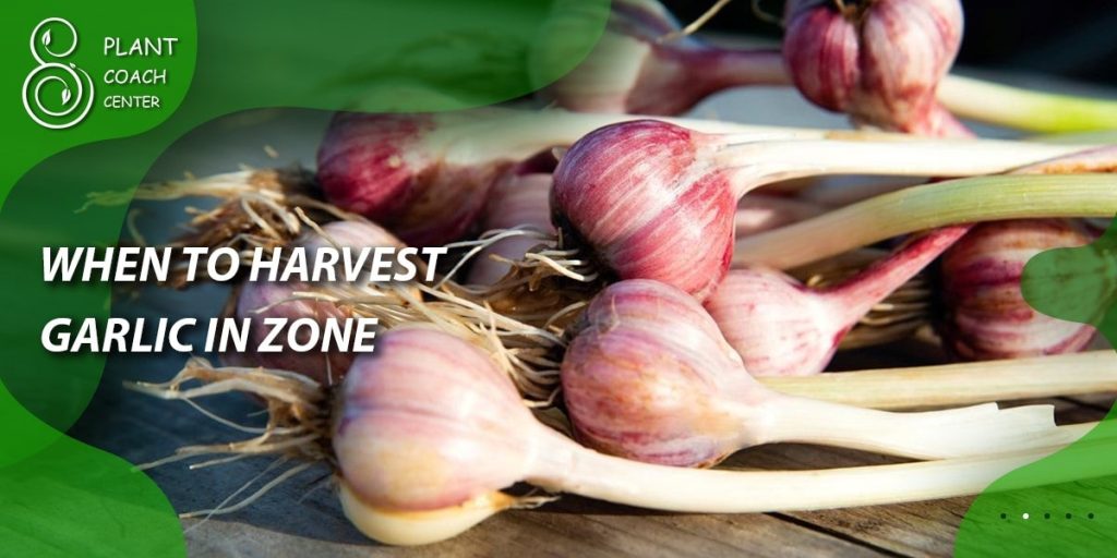 When to Harvest Garlic in Zone 7