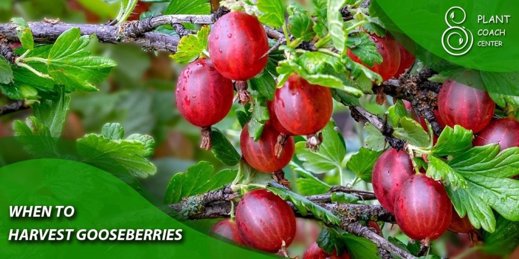 Fresh gooseberry on a branch