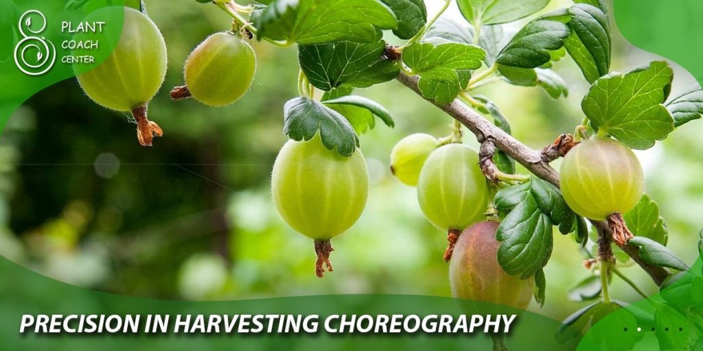 Precision in Harvesting Choreography