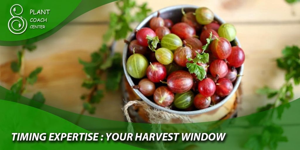 Timing Expertise: Your Harvest Window: