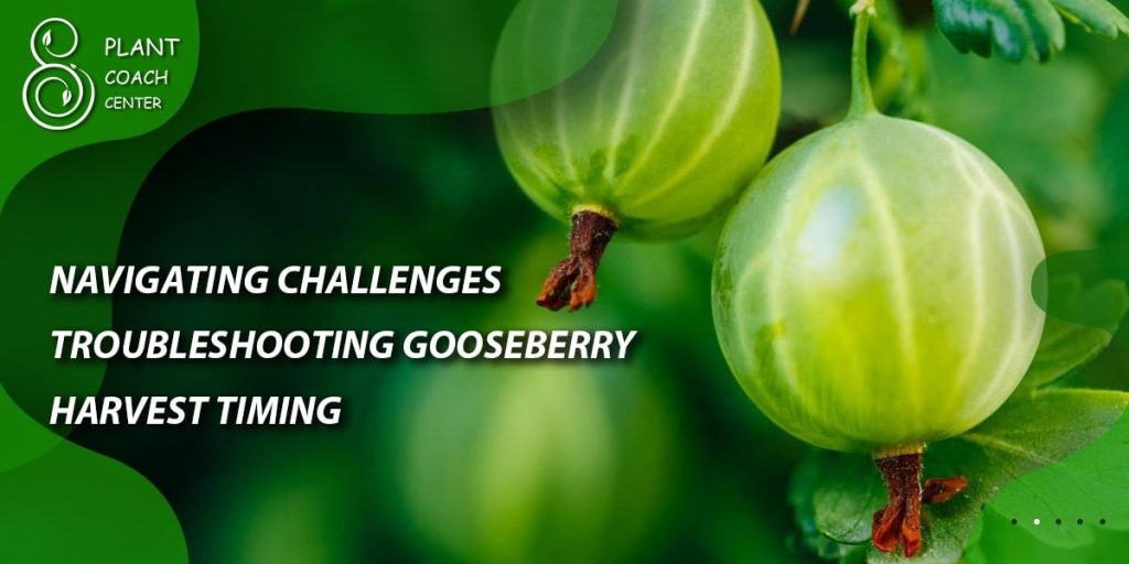 Navigating Challenges: Troubleshooting Gooseberry Harvest Timing