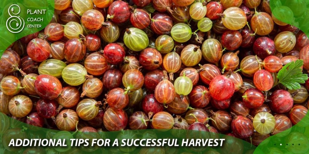 additional tips for successful harvest