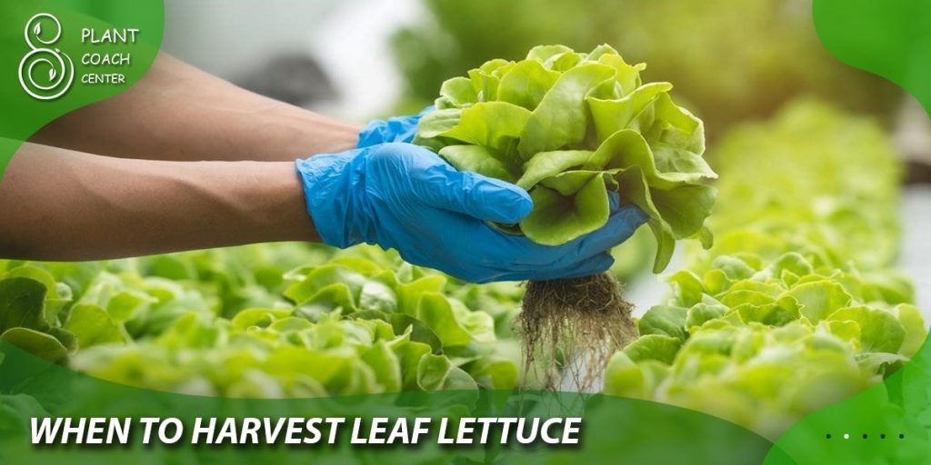 When to Harvest Leaf Lettuce?