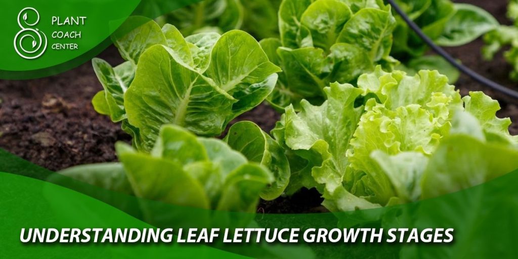 Understanding Leaf Lettuce Growth Stages