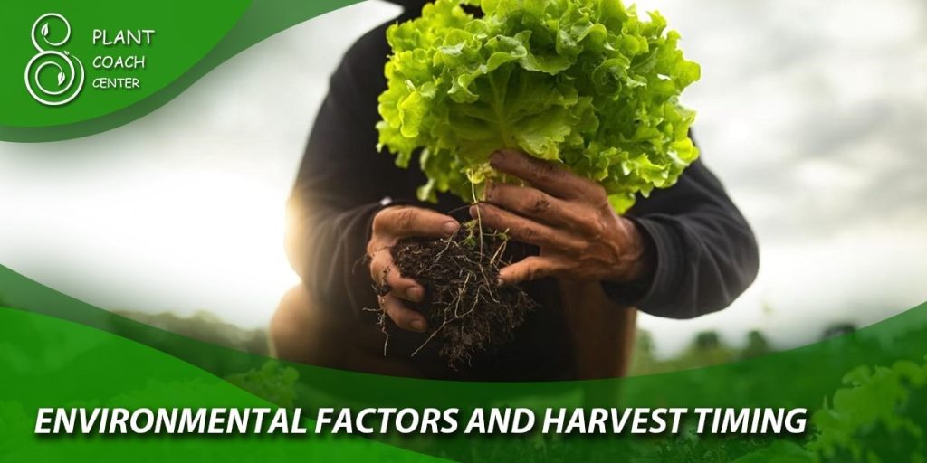 Environmental Factors and Harvest Timing