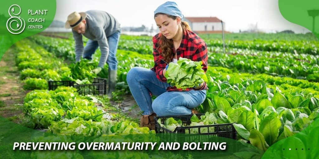 Preventing Overmaturity and Bolting