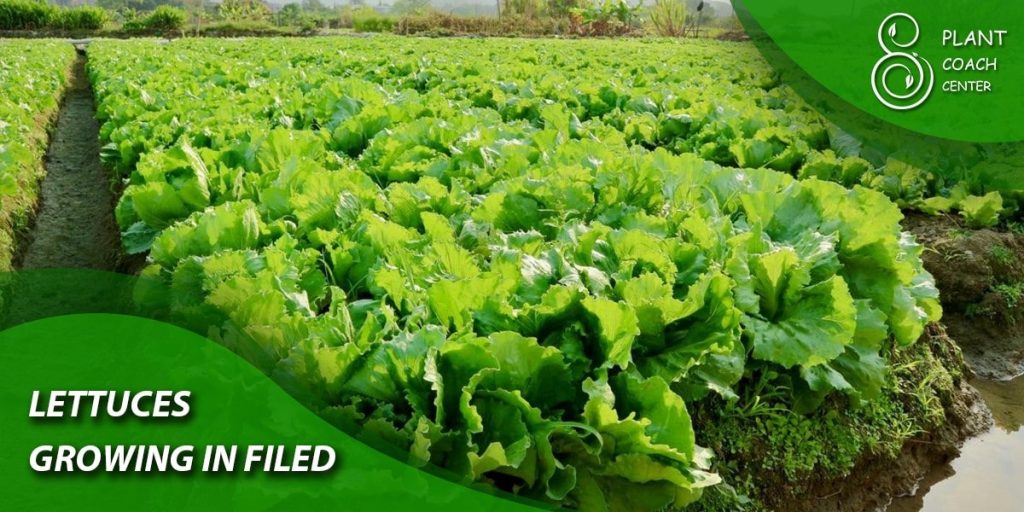 Lettuces growing in filed