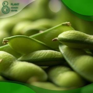 When to Harvest Lima Beans?