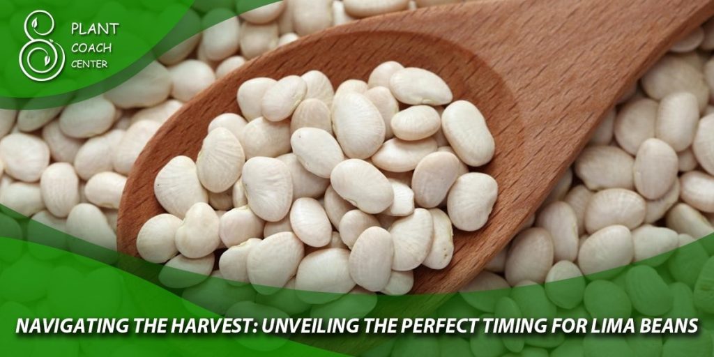 Navigating the Harvest: Unveiling the Perfect Timing for Lima Beans