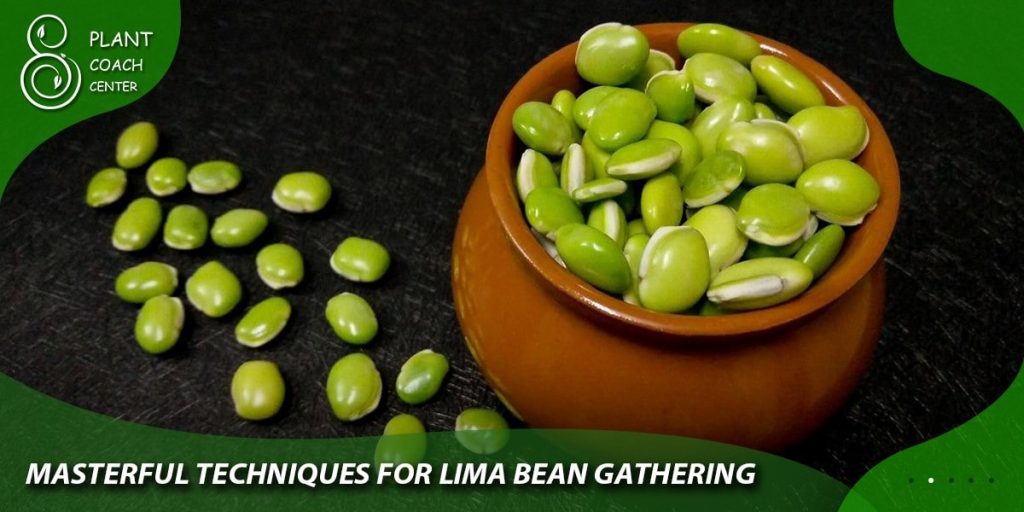 Masterful Techniques for Lima Bean Gathering