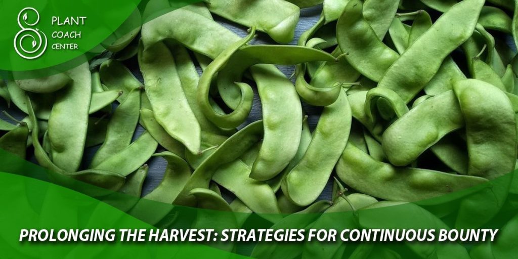 Prolonging the Harvest: Strategies for Continuous Bounty