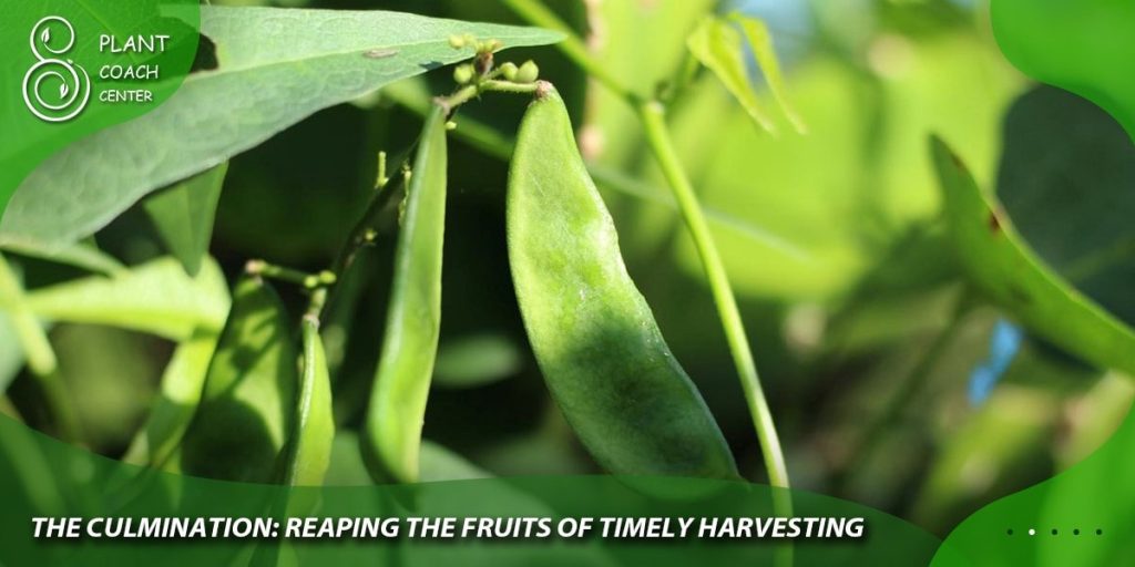 The Culmination: Reaping the Fruits of Timely Harvesting