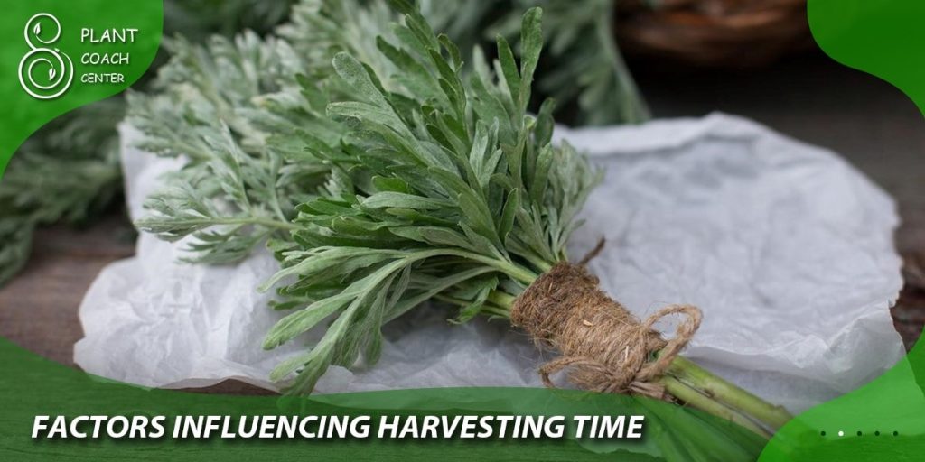 Factors Influencing Harvesting Time