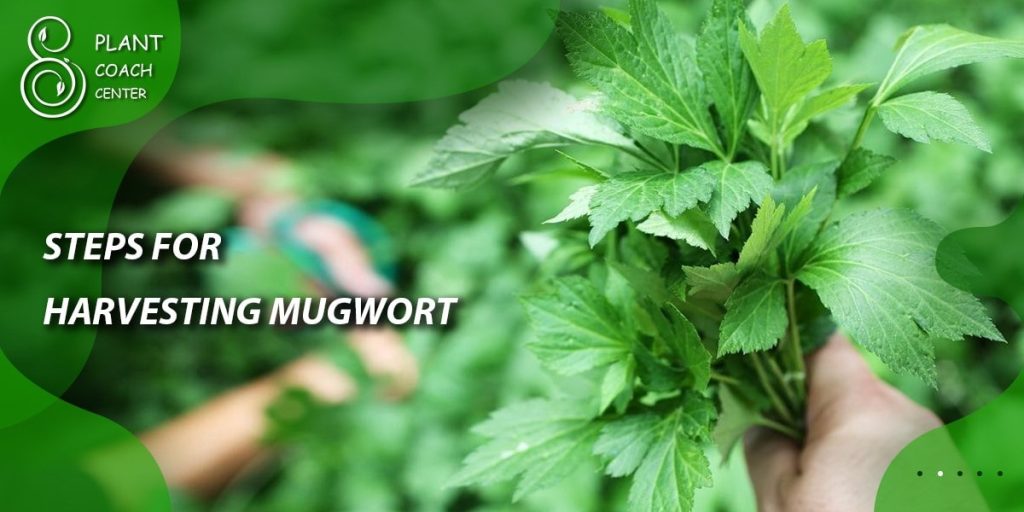 Steps for Harvesting Mugwort