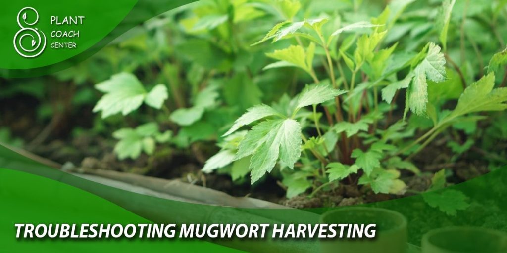 Troubleshooting Mugwort Harvesting