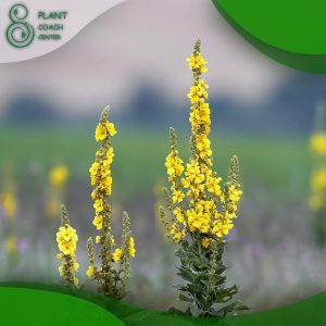 When to Harvest Mullein?