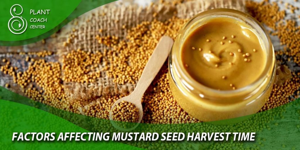 Factors Affecting Mustard Seed Harvest Time