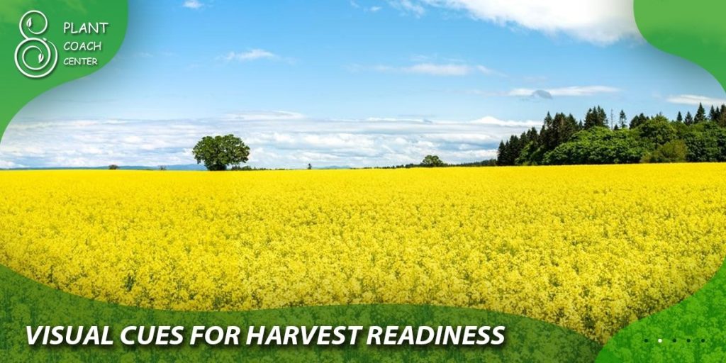 Visual Cues for Harvest Readiness