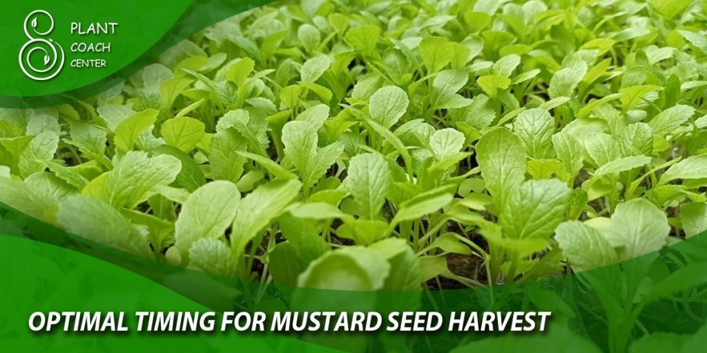 Optimal Timing for Mustard Seed Harvest: