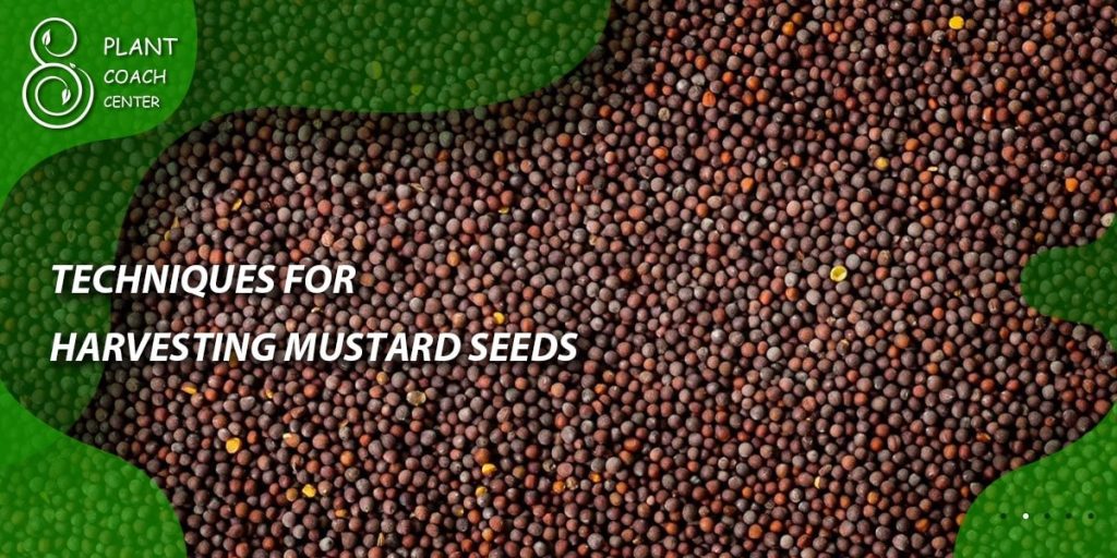 Techniques for Harvesting Mustard Seeds
