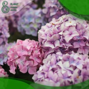 When to Prune Hydrangeas Sydney